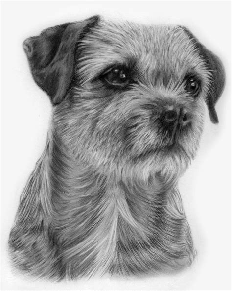 Border Terrier Puppy Drawing