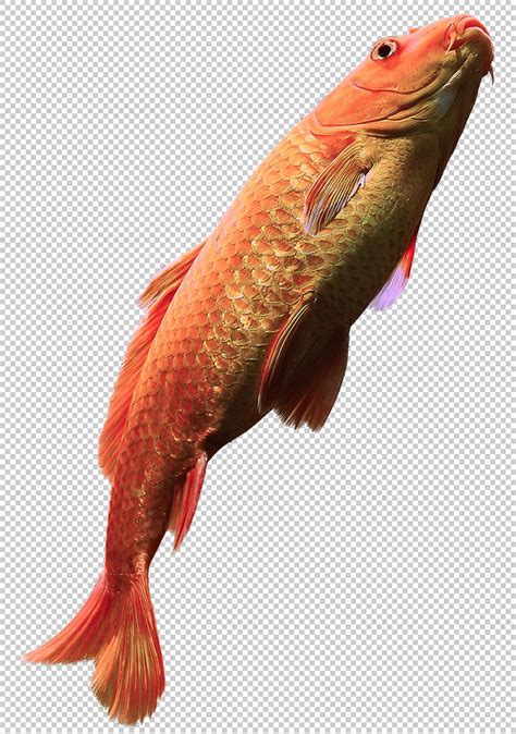 Peixe Carpa Vermelha Transparente Png