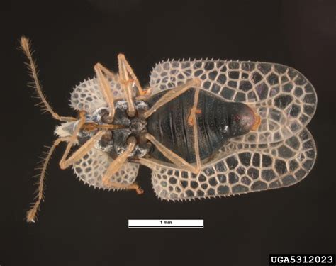 Sycamore Lace Bug Corythucha Ciliata