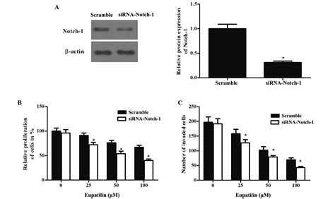 Anticancer Effect Of Eupatilin On Glioma Cells Through Inhibition Of