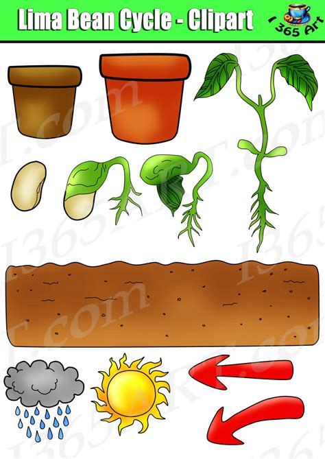 Plant Life Cycle Clipart Lima Bean Set Bundle Graphics Commercial Use