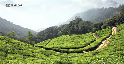 Assam Tea Gardens | All About Tea Gardens in Assam