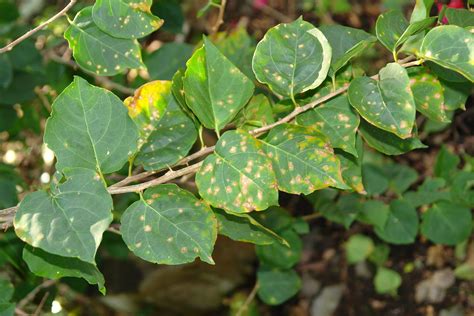 Flickriver Photoset Bougainvillea Leaf Spot By Plant Pests And Diseases