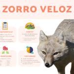 Zorro veloz Vulpes velox Dónde vive características reproducción