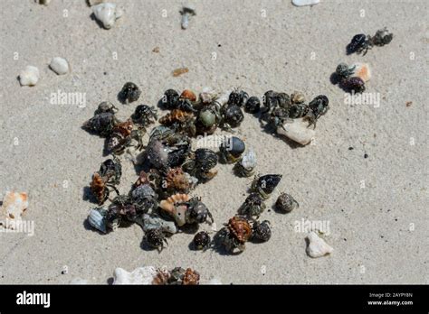 Crab Beach Panama Hi Res Stock Photography And Images Alamy