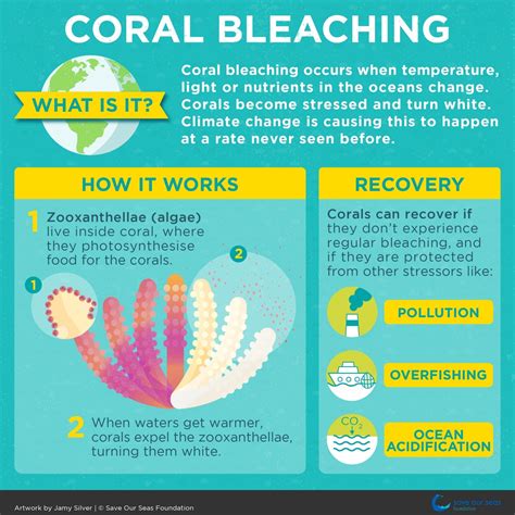 Coral Bleaching Save Our Seas Foundation