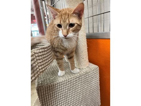 Dsh Cat Kitten Orange And White Id3525 Located At Petland Norwin Pa