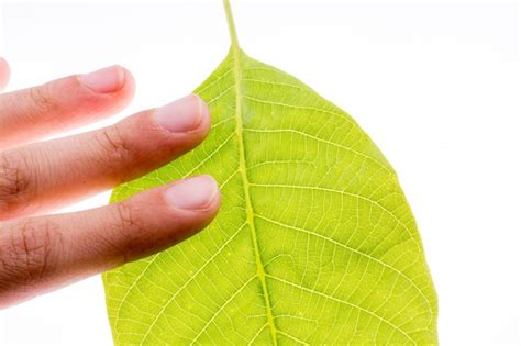 Premium Photo Hand Holding A Green Leaf