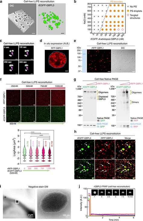 A Phase Separated Nuclear Gbpl Circuit Controls Immunity In Plants