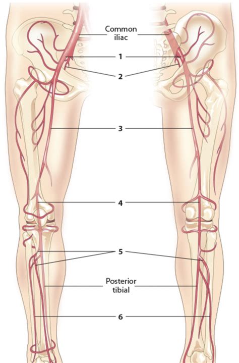 Arteries Of The Pelvis And Lower Limbs Anterior And Posterior Diagram