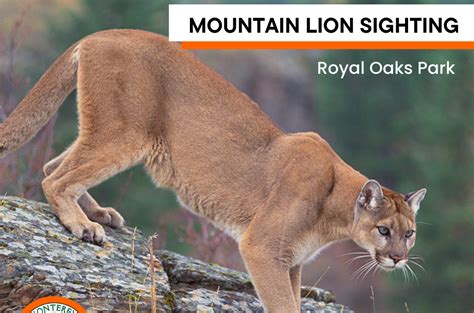 Mountain Lions