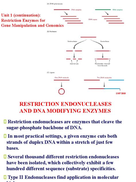 Restriction Enzymes For Gene Manipulation And Genomics Properties Recognition Sites And