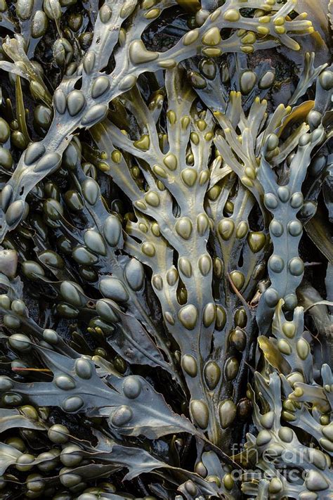 Bladder Wrack Seaweed Fucus Vesiculosus Photograph By Martyn F