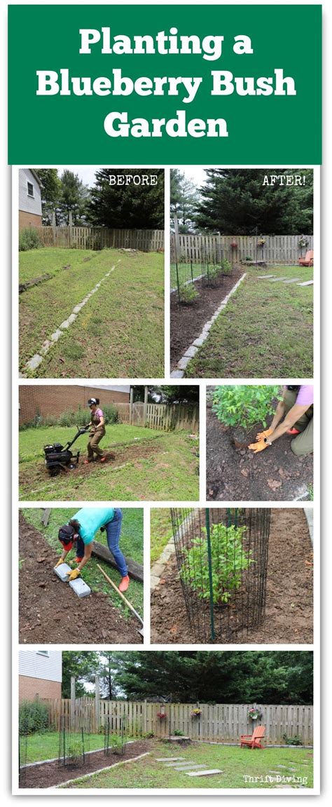 Before And After Planting A Blueberry Bush Garden In My Yard Artofit