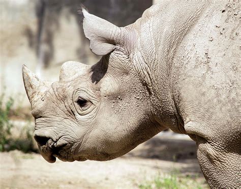 Rhinoceros Photograph By Susan Newcomb Fine Art America