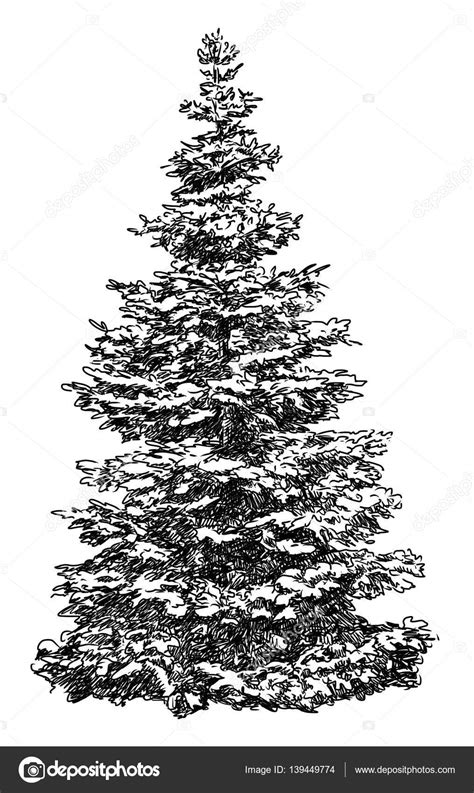 Spruce Tree Drawing