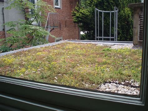 Tetto Verde Estensivo Sedum Roofs Hedera Screens Per Tetto Piano