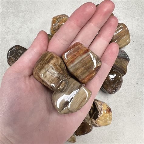 Petrified Wood Tumbled Stones Xl 350g Chakra Wholesale