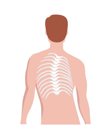 What Is Thoracolumbar Scoliosis Comprehensive Overview Of
