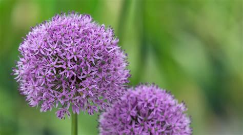 22 Beautiful Varieties of Ornamental Allium