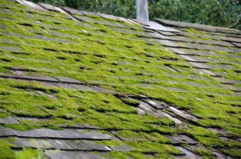 Homeowners Guide On Preventing Moss On The Roof American Roofing Company