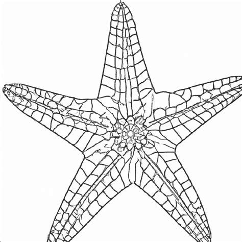 Desenhos De Estrela Do Mar Para Colorir