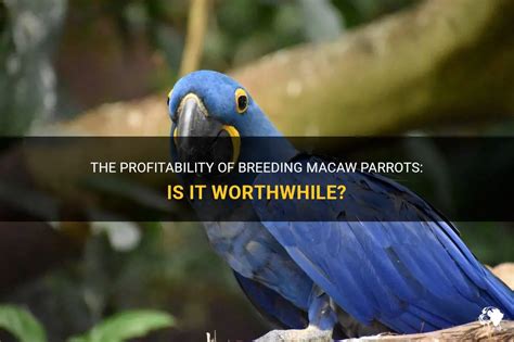 The Profitability Of Breeding Macaw Parrots Is It Worthwhile Petshun