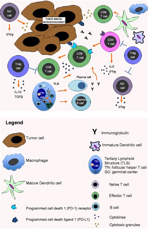 The Tumor Immune Microenvironment Tumor Infiltrating Immune Cells Are