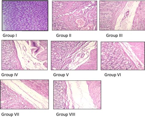 Histopathological Slides Of Different Groups Indomethacin Ulcer