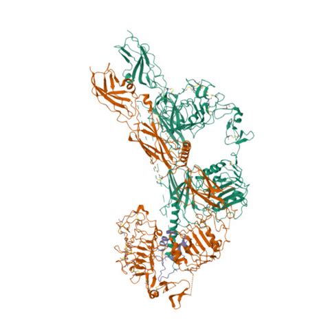 RCSB PDB 6PYH Cryo EM Structure Of Full Length IGF1R IGF1 Complex