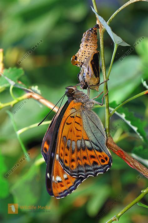 Gro Er Eisvogel Schlupf Bild Bestellen Naturbilder Bei Wildlife Media