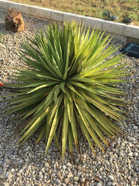 Yucca Plant Bugs Backbone Valley Nursery