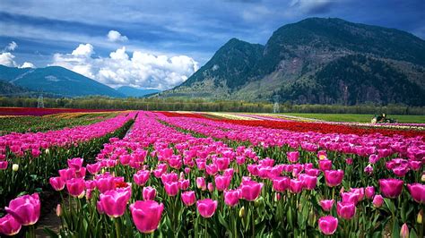 Tulip Field Wallpaper