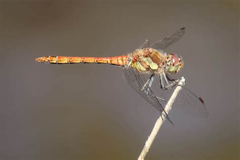 Große Heidelibelle Sympetrum striolatum 1 Große Heidel Flickr