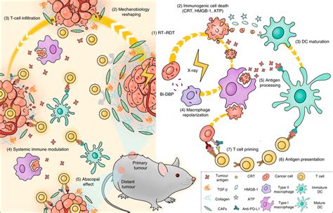 Scheme Of Bi Dbp Mediated Rtrdt Modulated Biomechanics To Promote