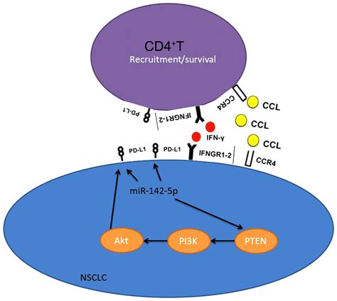 Mir 142 5p Regulates Cd4 T Cells In Human Non Small Cell Lung Cancer