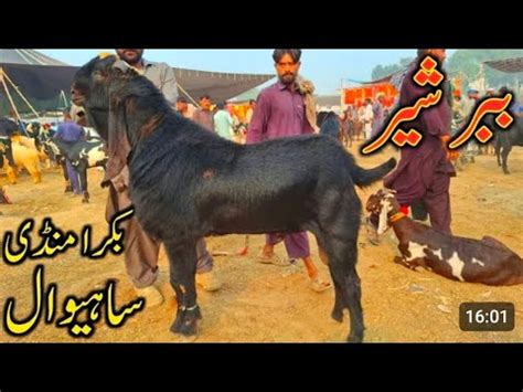 Bakra Mandi Sahiwal Betal Nagra Bareedar Bakry Naveed Khan Goats Farm