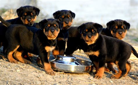Rottweiler Wallpapers Wallpaper Cave