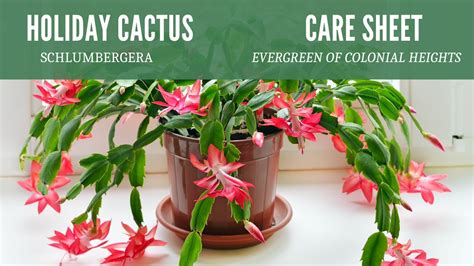 CARE SHEET: Holiday Cactus - Evergreen of Colonial Heights