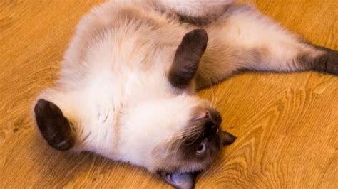 Why Cats Lie On Their Backs To Greet You And Other Feline Facts YouTube