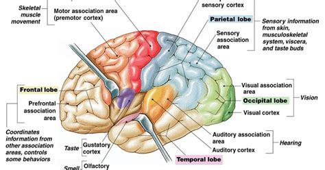 Structure Of Human Brain And Function Best Structure Brain Structure 2023