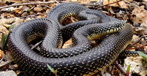 Types of Black Snakes (Common Species and Where They Live) - A-Z Animals