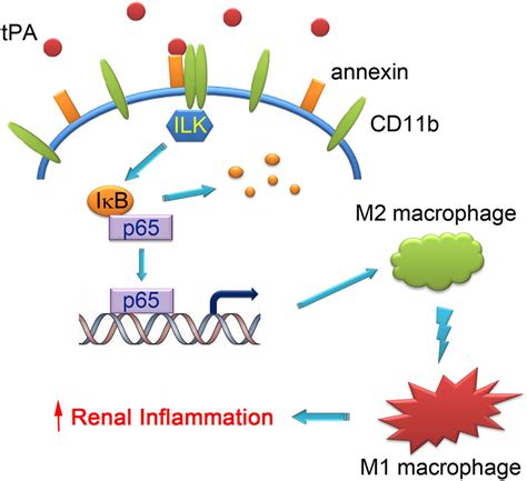 Schematic illustration of the signaling mechanism of tPA-induced ...