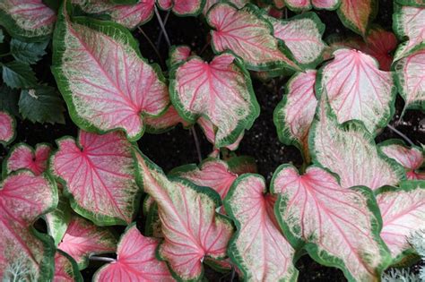 Premium Photo Beautiful Spread Of Pink And Green Leaves Of Candy Cane
