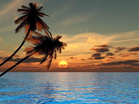 Beach Sunset Back Coconut Tree Hd Wallpaper Pxfuel