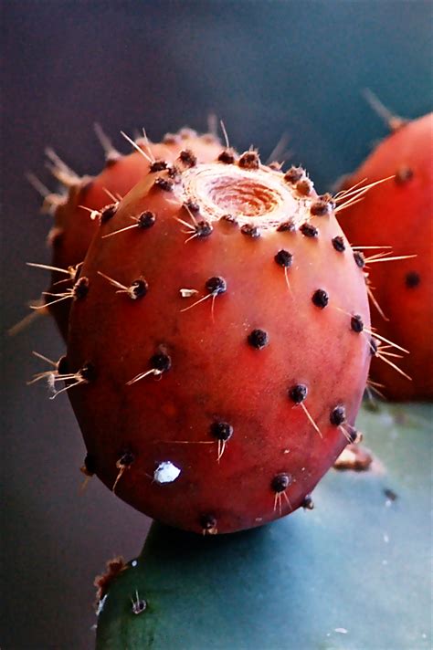 Fotos Gratis Naturaleza Cactus Fruta Flor Comida Rojo Produce