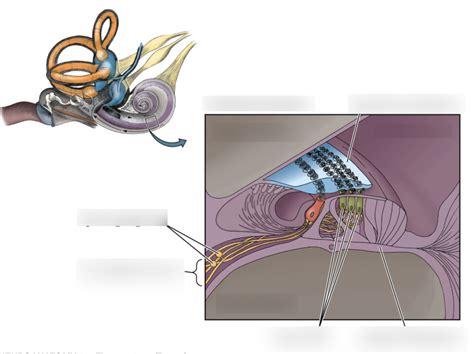 Cochlear Structures Diagram Quizlet