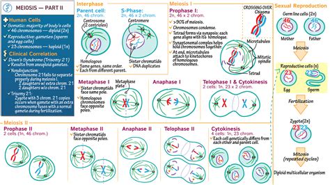 Biochemistry Meiosis Part Ii Ditki Medical And Biological Sciences