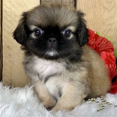 Weldon Pekingese Puppy 639912 Puppyspot Pekingese Puppies