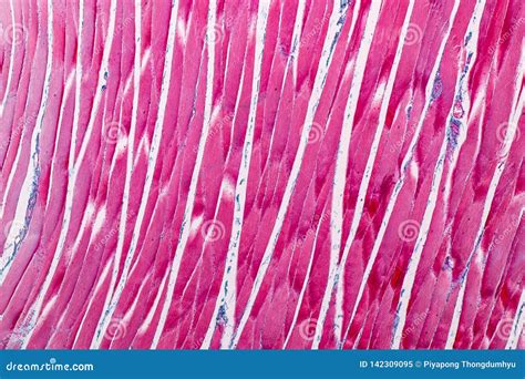 Skeletal Muscle Tissue Under Microscope